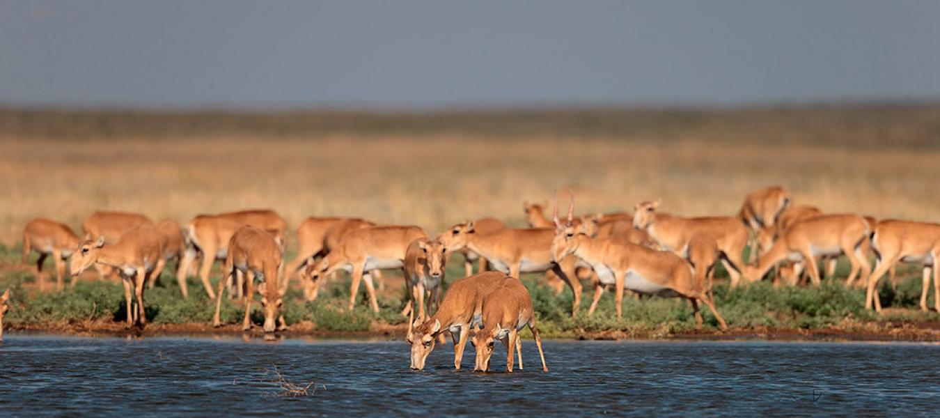 The Saiga Antelope – Teetering on the Brink but Still Cause for Hope (Conservation News)